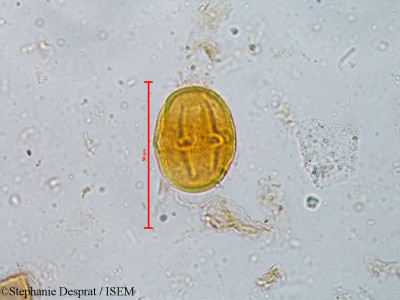 Isonandra perrottetiana - lame n° 5385