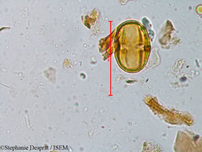 Isonandra perrottetiana - lame n° 5385