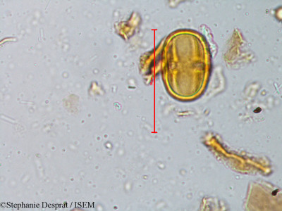 Isonandra perrottetiana - lame n° 5385