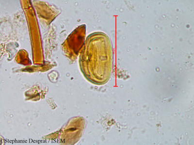 Isonandra perrottetiana - lame n° 5385
