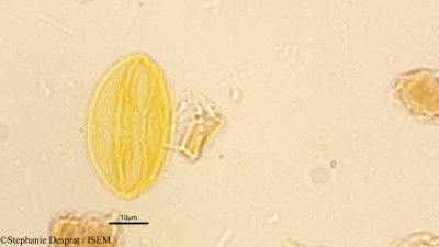 Stephanie.Desprat/Lannea_coromandelica_18568/Lannea_coromandelica_18568_0001(copy)_thumb.jpg