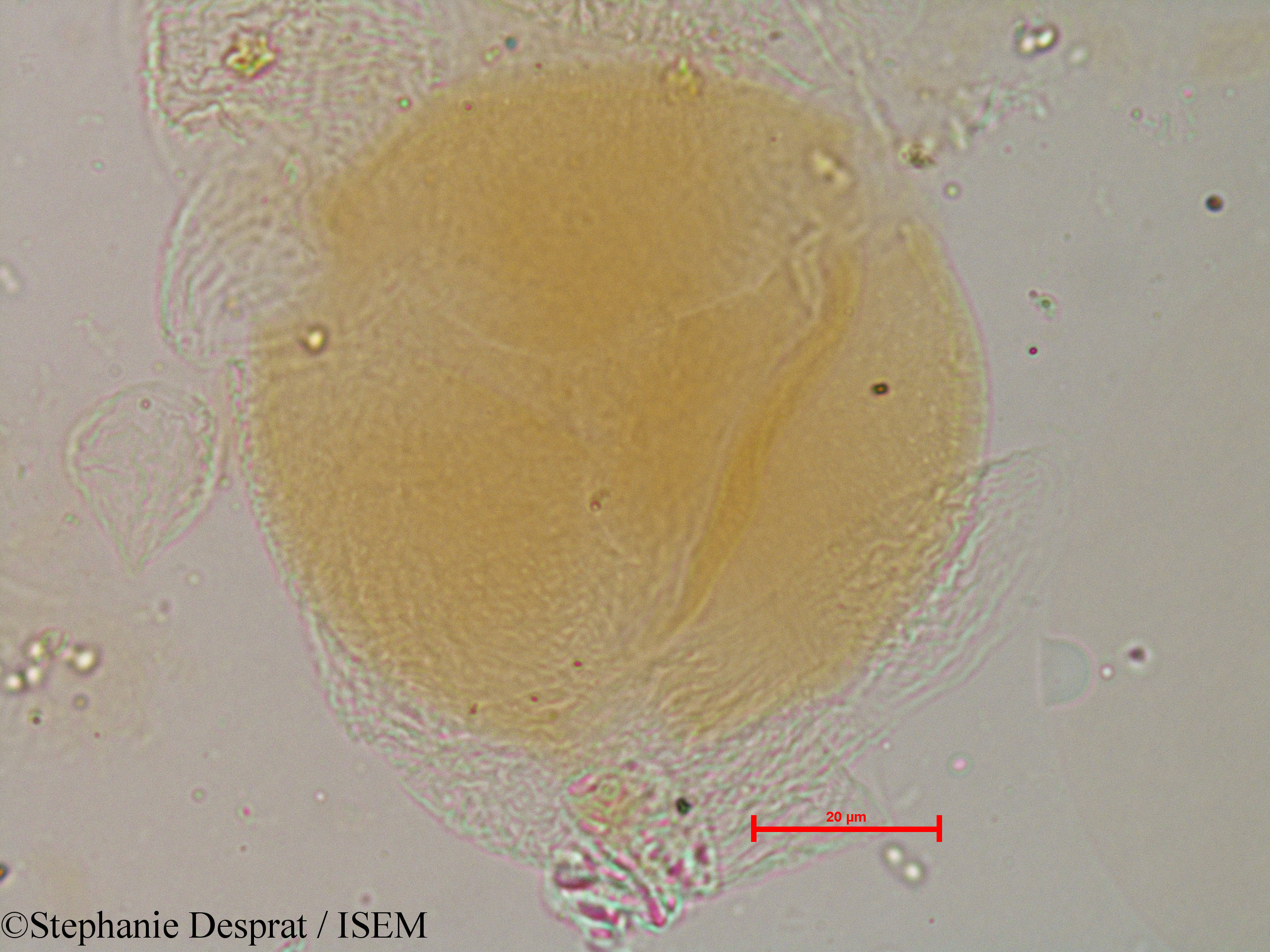 Stephanie.Desprat/Leucaena_glauca_29485/Leucaena_glauca_29485_0001(copy).jpg