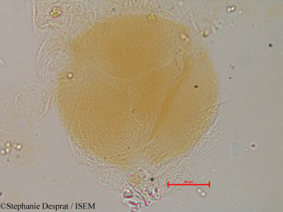 Stephanie.Desprat/Leucaena_glauca_29485/Leucaena_glauca_29485_0001(copy)_thumb.jpg