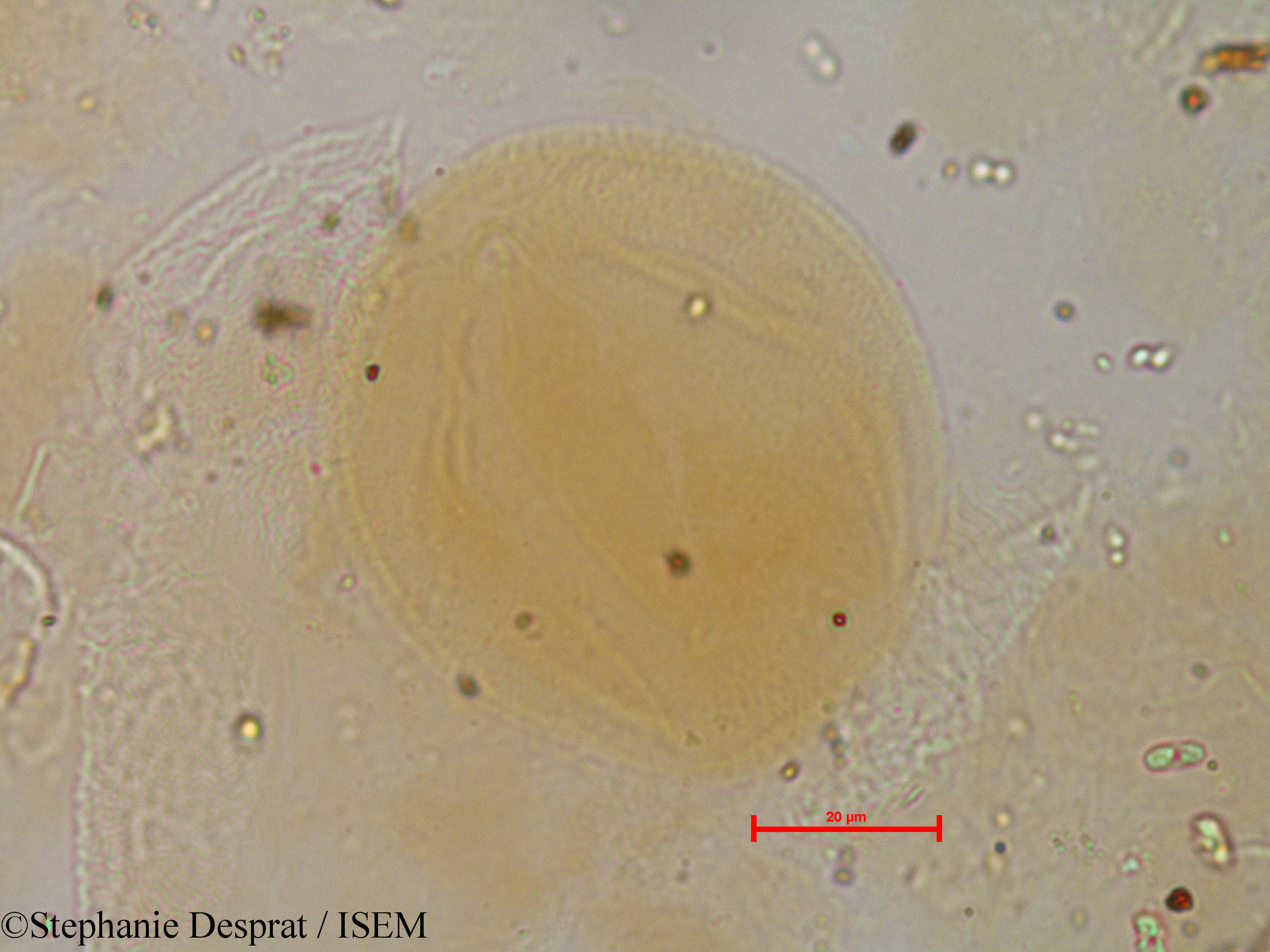 Stephanie.Desprat/Leucaena_glauca_29485/Leucaena_glauca_29485_0003(copy).jpg