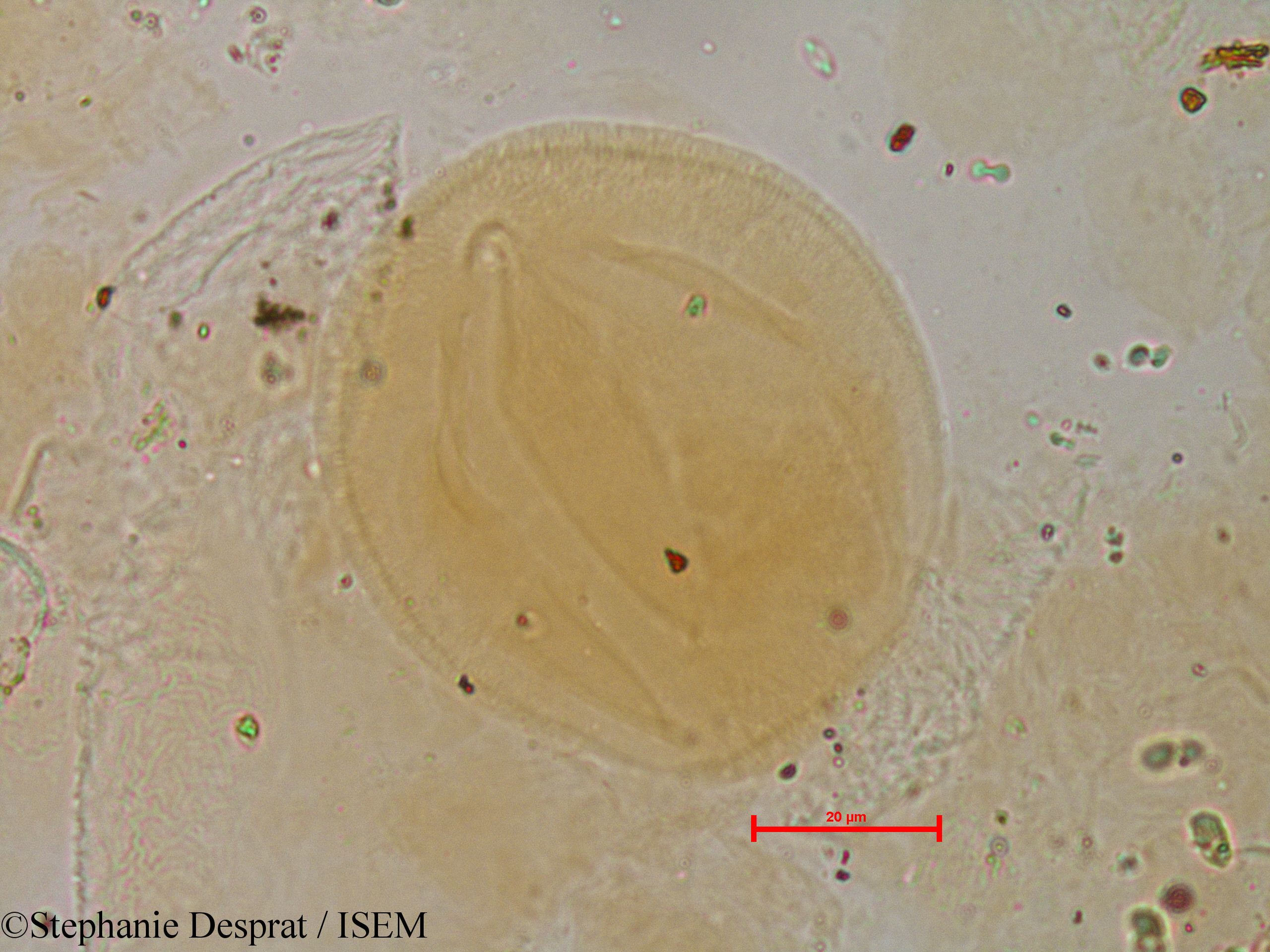 Stephanie.Desprat/Leucaena_glauca_29485/Leucaena_glauca_29485_0004(copy).jpg