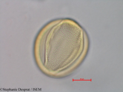 Leucaena leucocephala - lame n° 28469