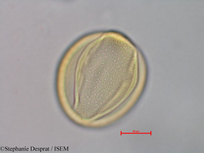 Leucaena leucocephala - lame n° 28469