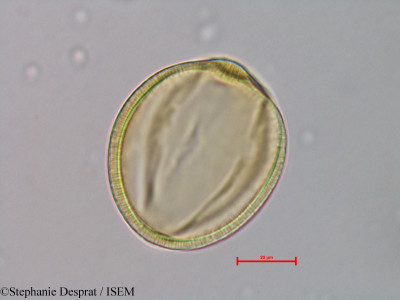 Leucaena leucocephala - lame n° 28469