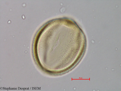 Leucaena leucocephala - lame n° 28469