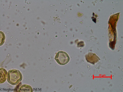 Macaranga peltata - lame n° 3900