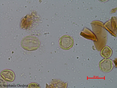 Macaranga peltata - lame n° 3900