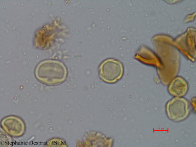 Macaranga peltata - lame n° 3900