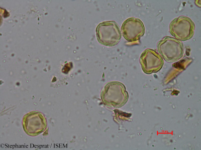 Macaranga peltata - lame n° 3900