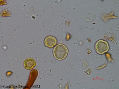 Macaranga peltata - lame n° 3900