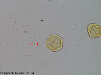 Mallotus stenanthus - lame n° 5719