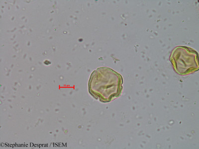 Mallotus stenanthus - lame n° 5719