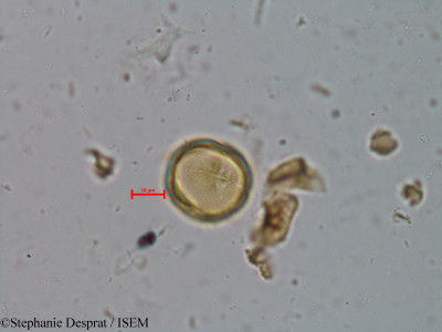 Mallotus stenanthus - lame n° 5719