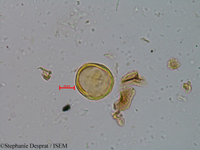 Mallotus stenanthus - lame n° 5719