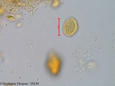 Stephanie.Desprat/Maytenus_emarginata_20767/Maytenus_emarginata_20767_0001(copy)_thumb.jpg