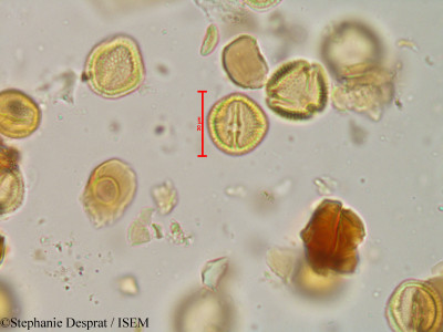 Stephanie.Desprat/Microtropis_microcarpa_24580/Microtropis_microcarpa_24580_0001(copy)_thumb.jpg