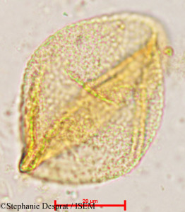 Stephanie.Desprat/Miliusa_velutina_4944/Miliusa_velutina_4944_0001(copy)_thumb.jpg