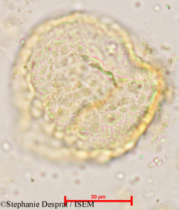 Miliusa velutina - lame n° 4944