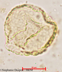 Miliusa velutina - lame n° 4944