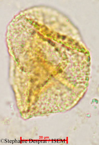 Miliusa velutina - lame n° 4944