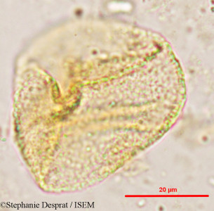 Miliusa velutina - lame n° 4944