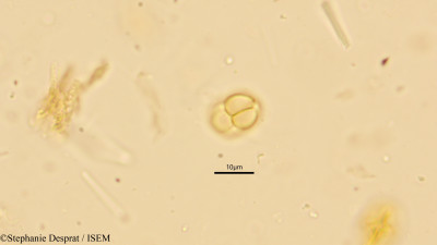 Stephanie.Desprat/Mimosa_himalayana_10248/Mimosa_himalayana_10248_0001(copy)_thumb.jpg