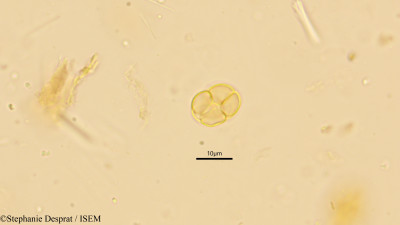 Mimosa himalayana - lame n° 10248