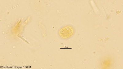 Mimosa himalayana - lame n° 10248