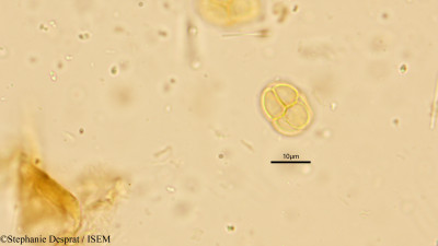 Mimosa himalayana - lame n° 10248