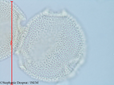 Stephanie.Desprat/Morinda_citrifolia_47218/Morinda_citrifolia_47218_0001(copy)_thumb.jpg