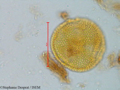 Stephanie.Desprat/Morinda_tinctoria_6055/Morinda_tinctoria_6055_0001(copy)_thumb.jpg