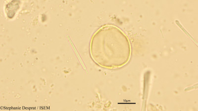 Stephanie.Desprat/Morus_serrata_15651/Morus_serrata_15651_0001(copy)_thumb.jpg