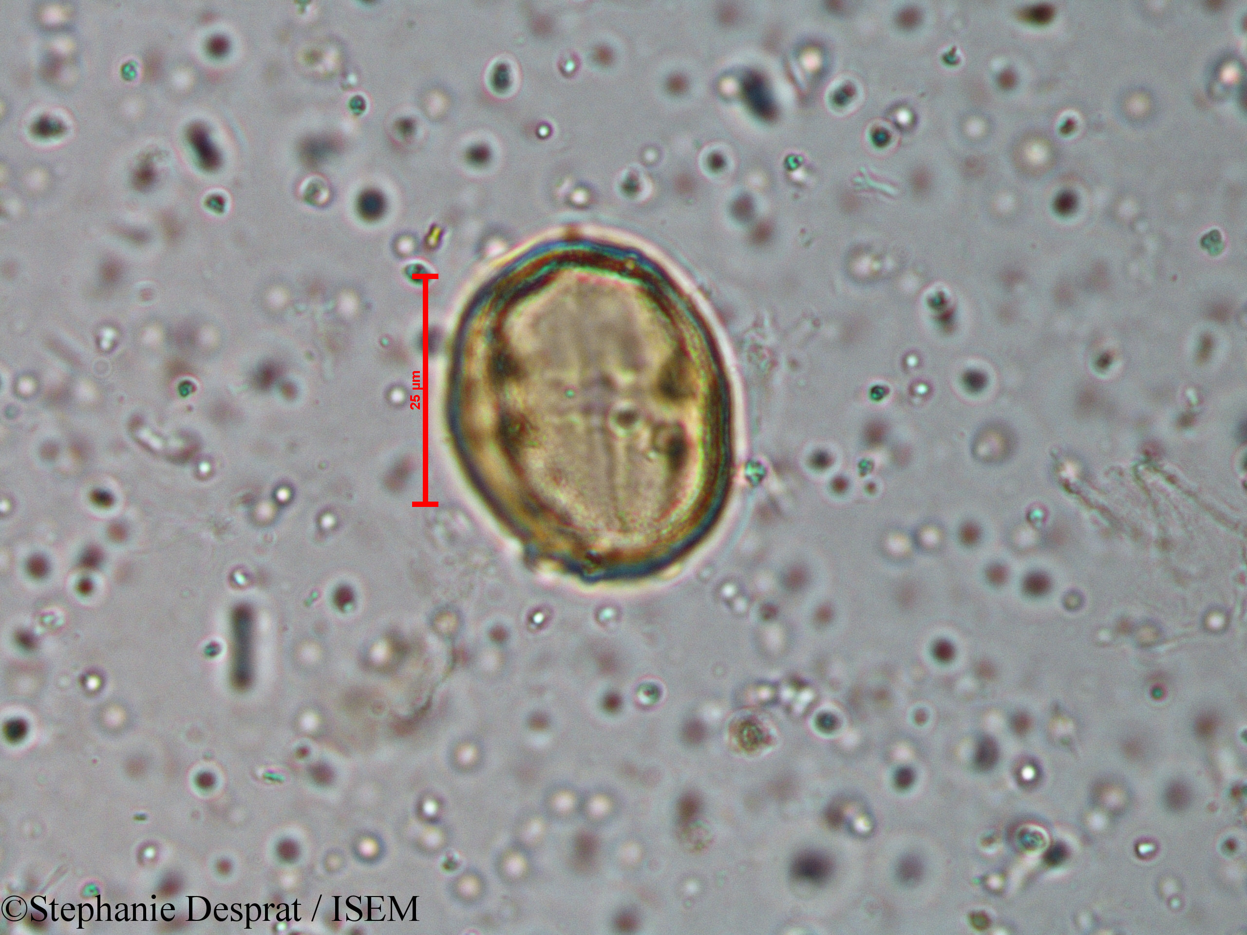 Stephanie.Desprat/Murraya_koenigii_18595/Murraya_koenigii_18595_0001(copy).jpg