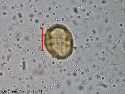 Murraya koenigii - lame n° 18595