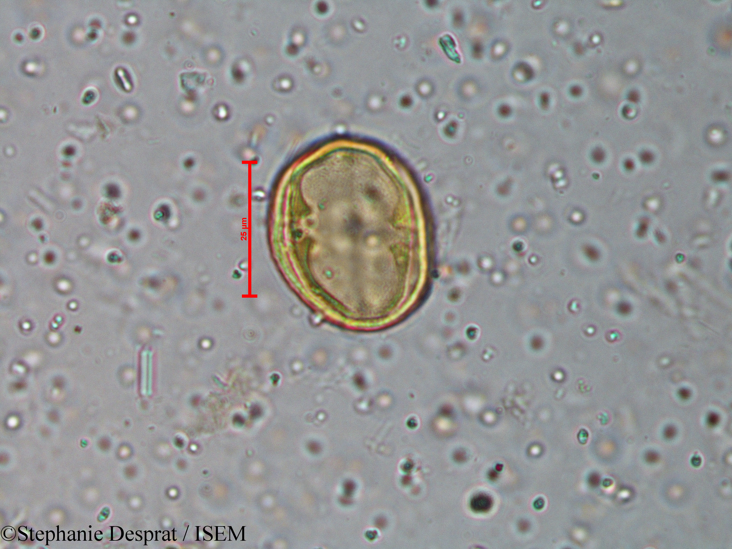 Stephanie.Desprat/Murraya_koenigii_18595/Murraya_koenigii_18595_0003(copy).jpg