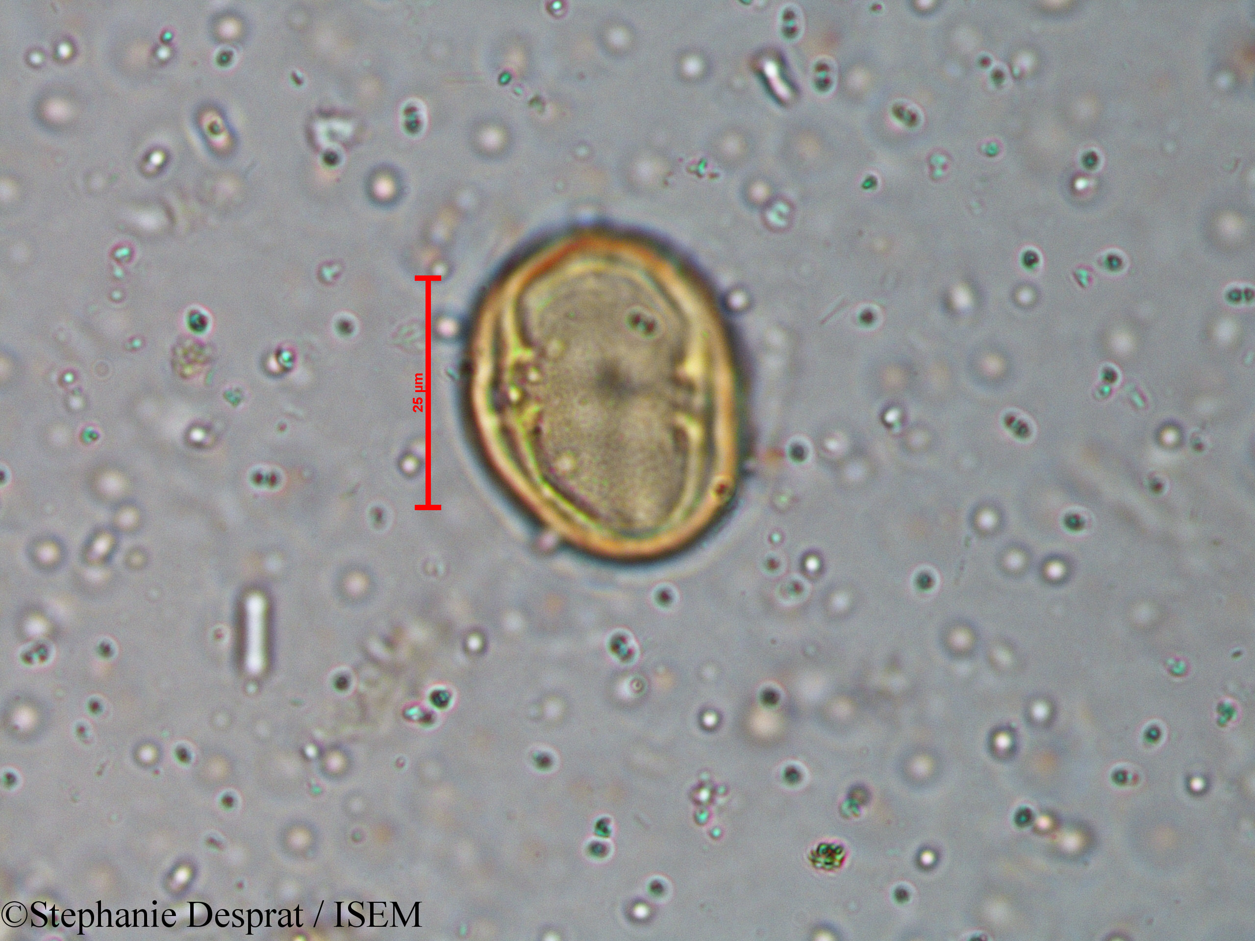Stephanie.Desprat/Murraya_koenigii_18595/Murraya_koenigii_18595_0004(copy).jpg