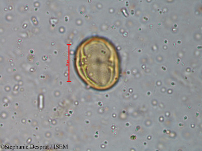 Murraya koenigii - lame n° 18595