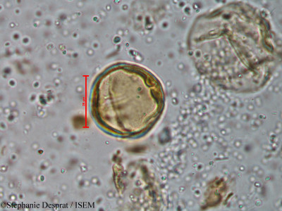 Murraya koenigii - lame n° 18595