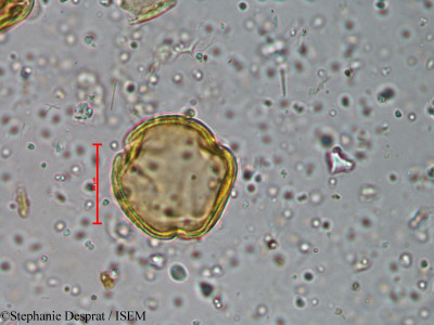 Murraya koenigii - lame n° 18595