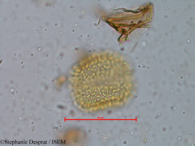 Stephanie.Desprat/Myristica_beddomei_5340/Myristica_beddomei_5340_0001(copy)_thumb.jpg
