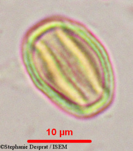 Stephanie.Desprat/Myxopyrum_serratulum_9902/Myxopyrum_serratulum_9902_0001(copy)_thumb.jpg