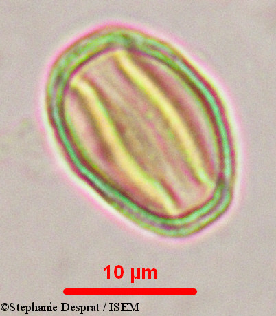 Stephanie.Desprat/Myxopyrum_serratulum_9902/Myxopyrum_serratulum_9902_0002(copy).jpg