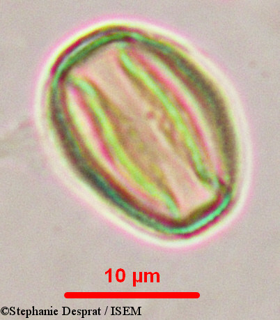 Stephanie.Desprat/Myxopyrum_serratulum_9902/Myxopyrum_serratulum_9902_0003(copy).jpg
