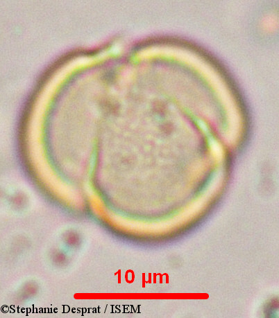 Stephanie.Desprat/Myxopyrum_serratulum_9902/Myxopyrum_serratulum_9902_0004(copy).jpg