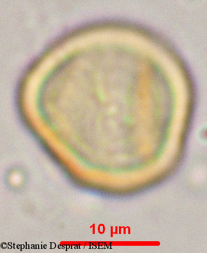 Stephanie.Desprat/Myxopyrum_serratulum_9902/Myxopyrum_serratulum_9902_0005(copy).jpg