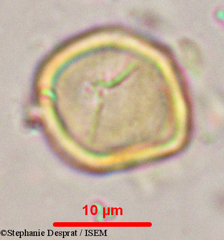 Stephanie.Desprat/Myxopyrum_serratulum_9902/Myxopyrum_serratulum_9902_0006(copy).jpg